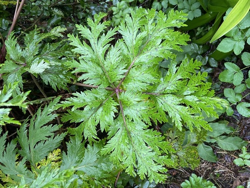 Geranium maderense