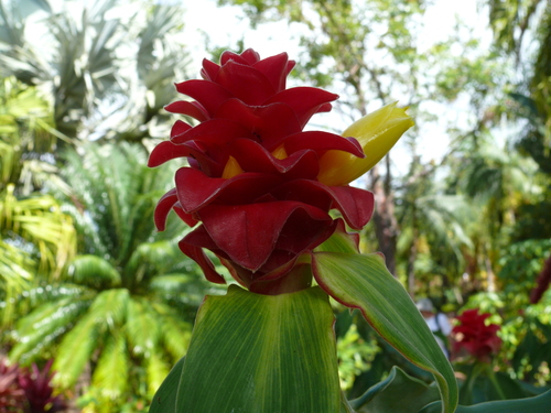 Costus comosus