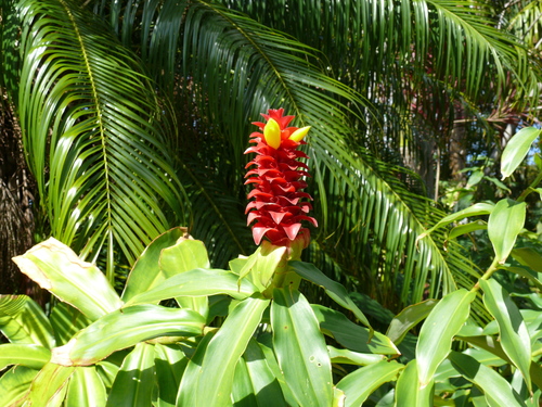 Costus comosus