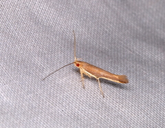 Glaphyristis marmarea