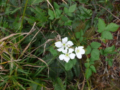 Rubus argutus