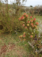 Leucadendron laxum