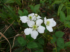 Rubus argutus
