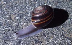 Helminthoglypta sequoicola