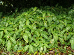 Sanchezia parvibracteata