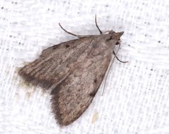 Nola pleurosema