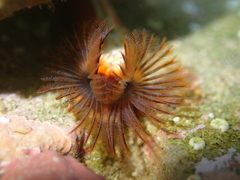 Galeolaria hystrix