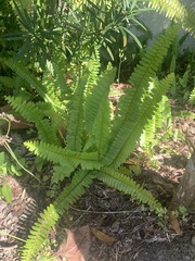 Nephrolepis cordifolia