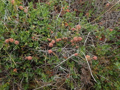 Hermannia grossularifolia