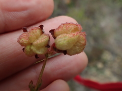 Hermannia grossularifolia
