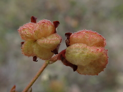 Hermannia grossularifolia