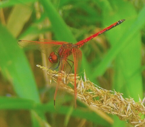 Red-veined Dropwing