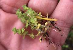 Alchemilla occidentalis