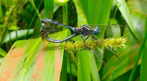Hintz's Skimmer
