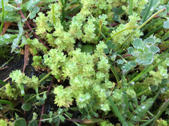 Alchemilla occidentalis