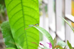 Ceriagrion cerinorubellum