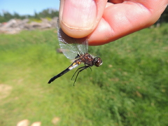 Leucorrhinia intacta