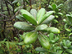 Melicope clusiifolia