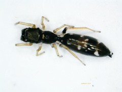 Myrmarachne nigella
