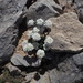 Hornungia alpina auerswaldii - Photo (c) Javier Peralta de Andrés, algunos derechos reservados (CC BY-NC), subido por Javier Peralta de Andrés