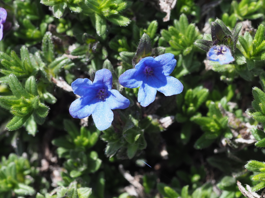 purple gromwell (Glandora diffusa)  iNaturalist