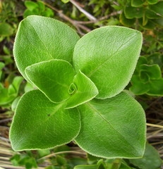 Coprosma serrulata
