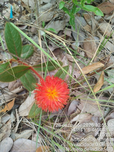 Gomphrena arborescens