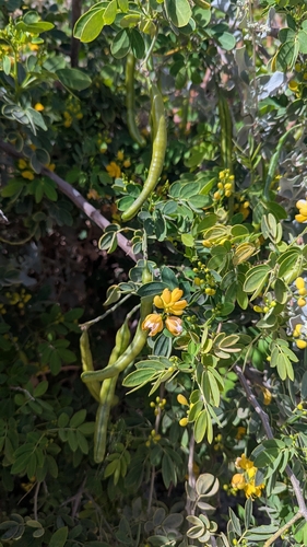 Money Bush