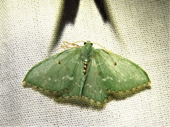 Lophostola cara