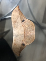 Oxytenis modestia