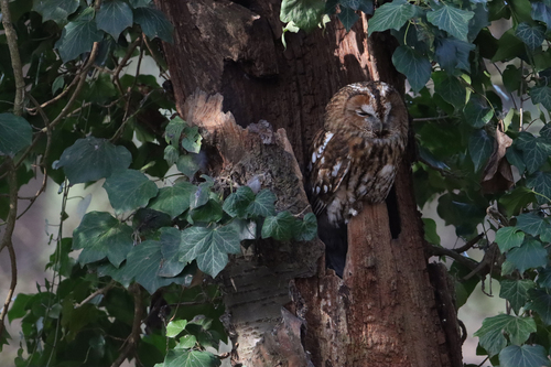 View observation of {o.common_name} on iNaturalist