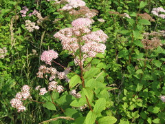 Spiraea × bumalda