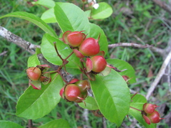 Tetracera indica