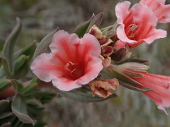 Lobostemon curvifolius