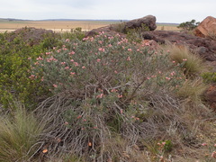 Lobostemon curvifolius