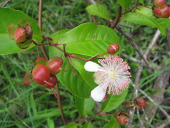 Tetracera indica