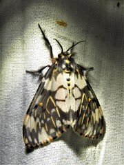 Rhypopteryx
