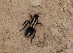 Traumatomutilla centralis