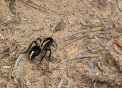 Traumatomutilla centralis