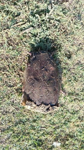 Sharptooth Catfish