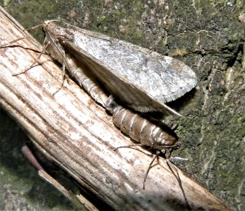 March Moth