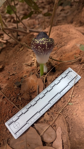 Amorphophallus aphyllus