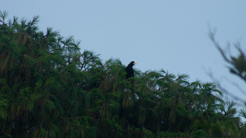 Crested Oropendola