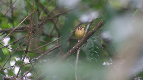 White-throated Spadebill
