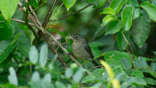 Pileated Finch
