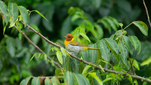 Rufous-headed Tanager
