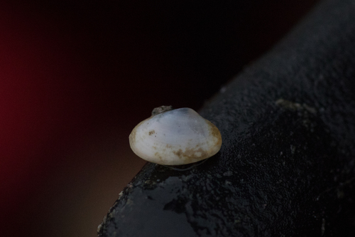 White Furrow-shell