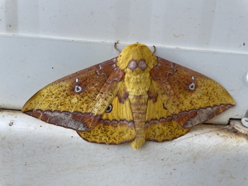 Eacles fairchildi