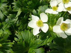 Anemonastrum villosissimum