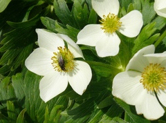 Anemonastrum villosissimum